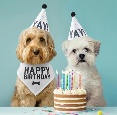Pet Birthday Book Box - Calling All Party Animals